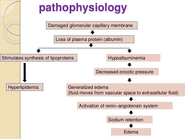 Nephrotic Syndrome Pathophysiology Flow Chart