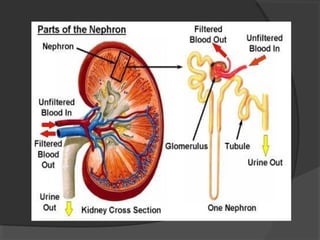 Nephrocity Nephrotic syndrome | PPT
