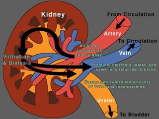 Nephrocity Nephrotic syndrome | PPT