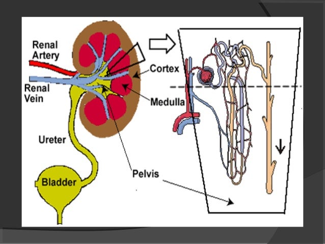 nephrotic syndrome creatinine 1 9 diet chart