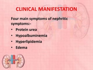 CLINICAL MANIFESTATION
Four main symptoms of nephritic
symptoms:-
• Protein urea
• Hypoalbuminemia
• Hyperlipidemia
• Edema
 