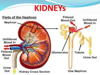 KIDNEYs
 