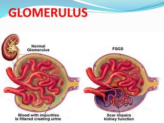 GLOMERULUS
 