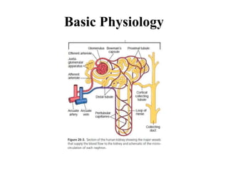 Basic Physiology
 