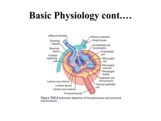 Basic Physiology cont.…
 