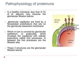 Pathophysiology of proteinuria 
 In a healthy individual, less than 0.1% 
of pl. albumin may traverse the 
glomerular filtration barrier. 
 glomerular capillaries are lined by a 
fenestrated endothelium that sits on 
the glomerular basement membrane 
 Which in turn is covered by glomerular 
epithelium, or podocytes, which 
envelops the capillaries with cellular 
extensions called foot processes. In 
between the foot processes are the 
filtration slits. 
 These 3 structures are the glomerular 
filtration barrier 
 