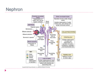 Nephron 
 