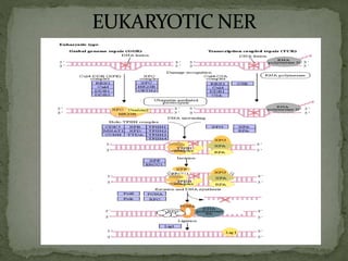 Nucleotide excision repair | PPTX