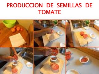 PRODUCCION DE SEMILLAS DE
TOMATE
 