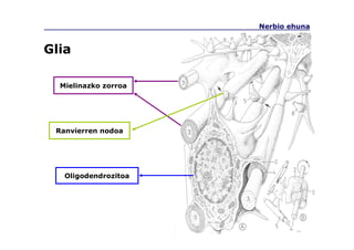 Nerbio ehuna
Glia
Oligodendrozitoa
Mielinazko zorroa
Ranvierren nodoa
 