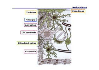 Nerbio ehuna
Astrozitoa
Oin terminala
Mikroglia
Tanizitoa
Oligodendrozitoa
Astrozitoa
Ependimoa
 