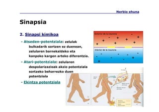 2. Sinapsi kimikoa
Nerbio ehuna
- Atseden-potentziala: zelulak
bulkadarik sortzen ez duenean,
zelularen barnekaldeko eta
kanpoko kargen arteko diferentzia.
- Atari-potentziala: zelularen
despolarizazioak akzio potentziala
sortzeko beharrezko duen
potentziala
- Ekintza potentziala
Sinapsia
 