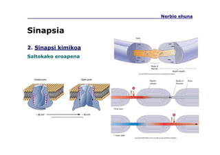 Nerbio ehuna
2. Sinapsi kimikoa
Saltokako eroapena
Sinapsia
 