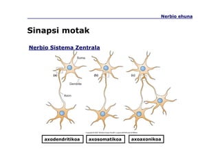 Nerbio ehuna
Sinapsi motak
Nerbio Sistema Zentrala
axodendritikoa axosomatikoa axoaxonikoa
 