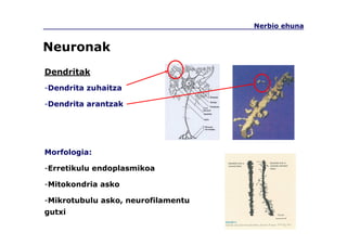 Nerbio ehuna
Neuronak
Dendritak
-Dendrita zuhaitza
-Dendrita arantzak
Morfologia:
-Erretikulu endoplasmikoa
-Mitokondria asko
-Mikrotubulu asko, neurofilamentu
gutxi
 