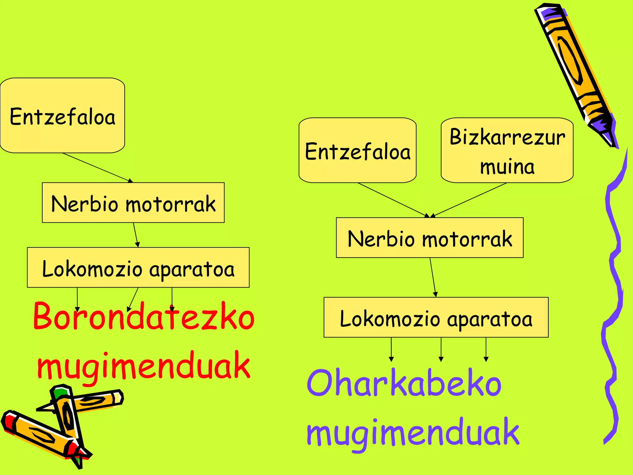 Borondatezko mugimenduak Entzefaloa Nerbio motorrak Lokomozio aparatoa Oharkabeko mugimenduak Entzefaloa Bizkarrezur muina Nerbio motorrak Lokomozio aparatoa 