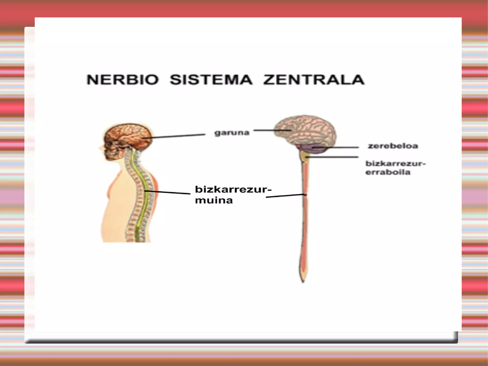 Nerbiosistema dbh3