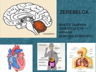 ZEREBELOA
BIHOTZ TAUPADA
DIGESTIOA ETA
ARNASA
KONTROLATZEN DITU
 
