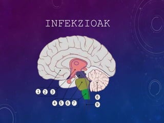 INFEKZIOAK
 
