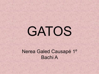 GATOS
Nerea Galed Causapé 1º
       Bachi A
 