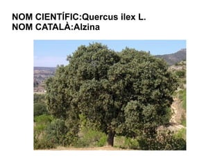 NOM CIENTÍFIC:Quercus ilex L.
NOM CATALÀ:Alzina
 