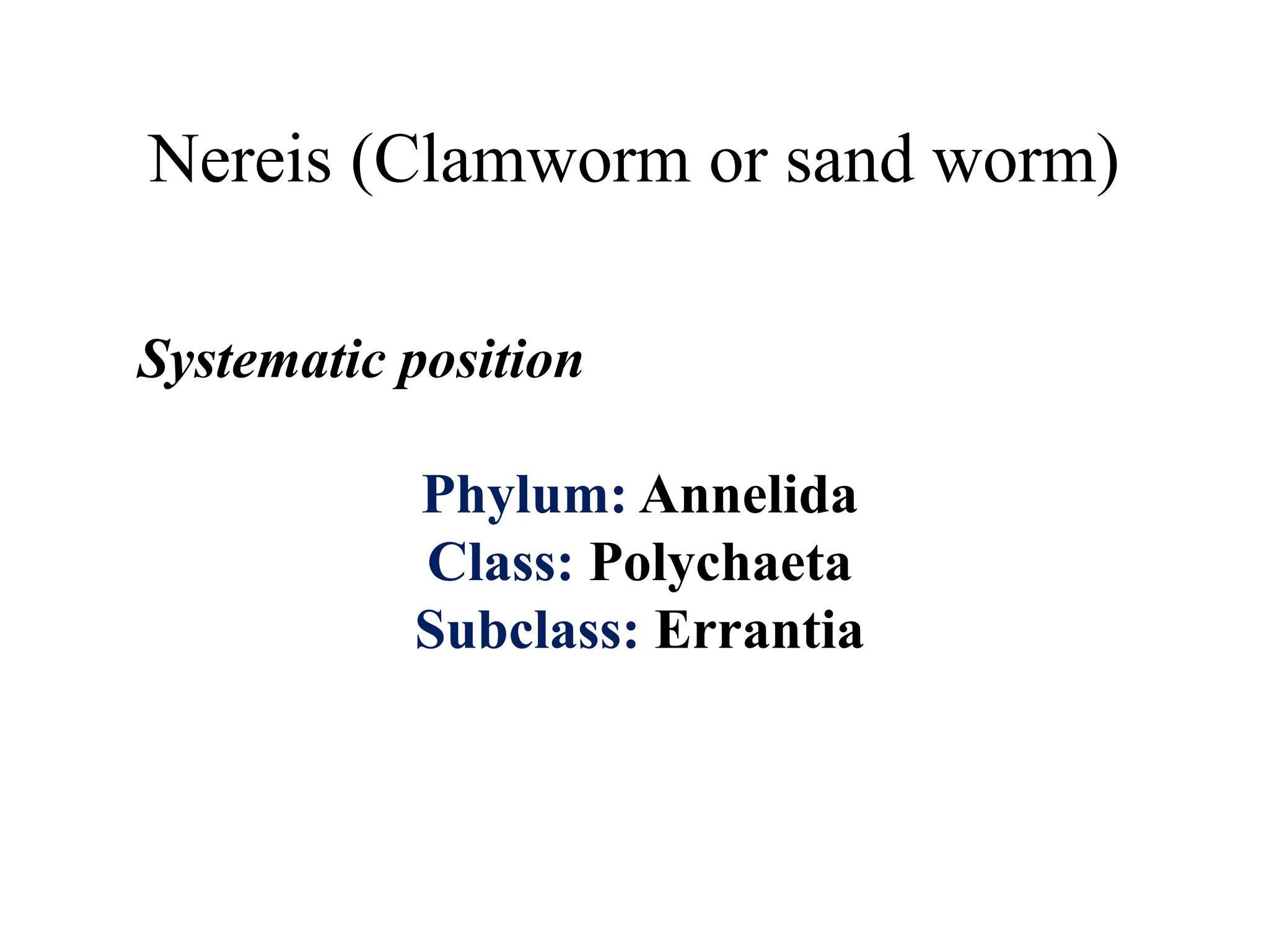 Nereis (Clamworm or sand worm)
Systematic position
Phylum: Annelida
Class: Polychaeta
Subclass: Errantia
 