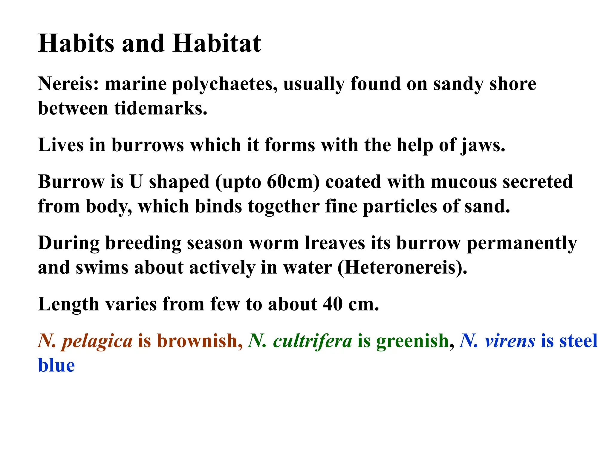 Habits and Habitat
Nereis: marine polychaetes, usually found on sandy shore
between tidemarks.
Lives in burrows which it forms with the help of jaws.
Burrow is U shaped (upto 60cm) coated with mucous secreted
from body, which binds together fine particles of sand.
During breeding season worm lreaves its burrow permanently
and swims about actively in water (Heteronereis).
Length varies from few to about 40 cm.
N. pelagica is brownish, N. cultrifera is greenish, N. virens is steel
blue
 