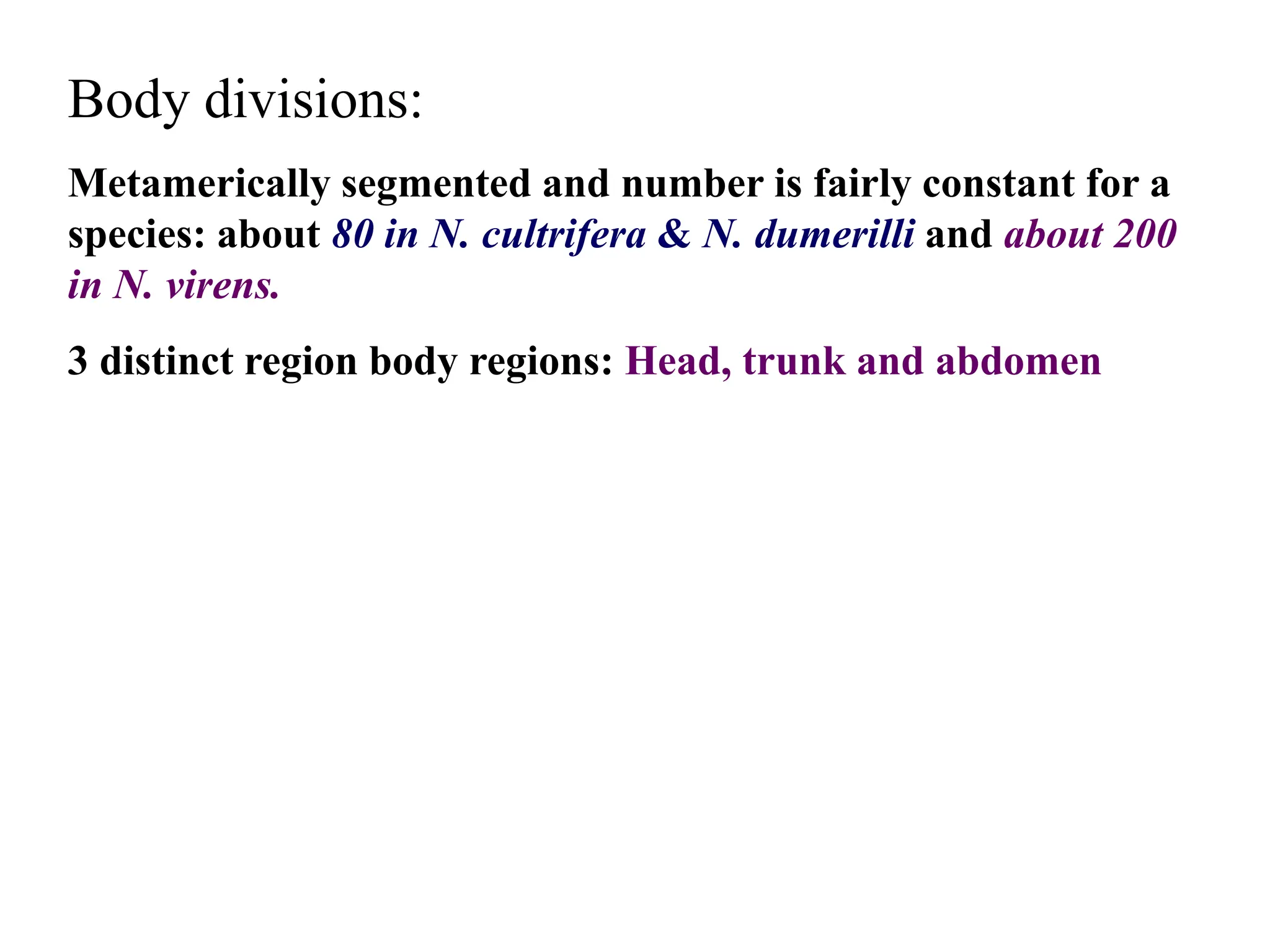 Body divisions:
Metamerically segmented and number is fairly constant for a
species: about 80 in N. cultrifera & N. dumerilli and about 200
in N. virens.
3 distinct region body regions: Head, trunk and abdomen
 