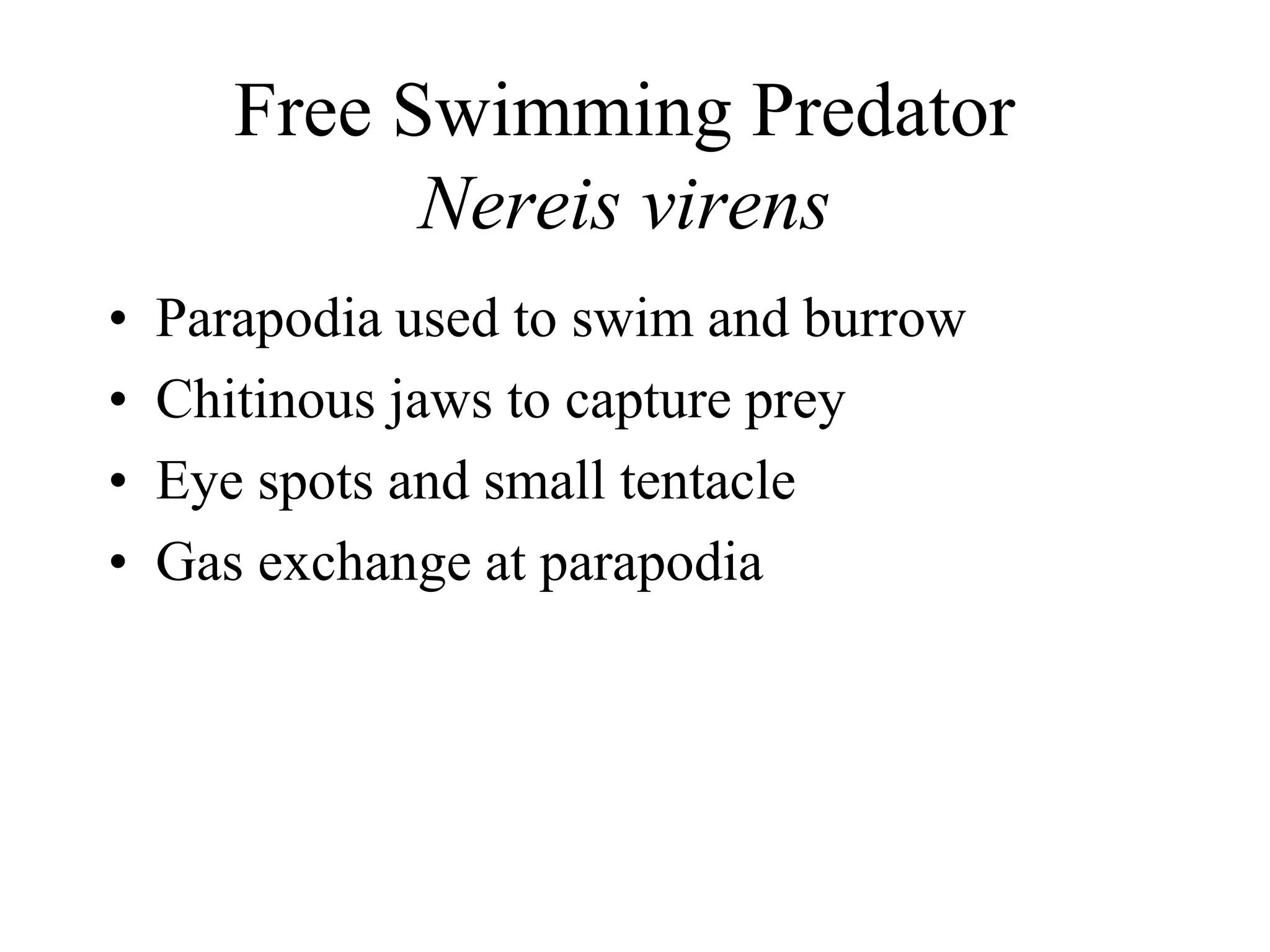 Free Swimming Predator
Nereis virens
• Parapodia used to swim and burrow
• Chitinous jaws to capture prey
• Eye spots and small tentacle
• Gas exchange at parapodia
 
