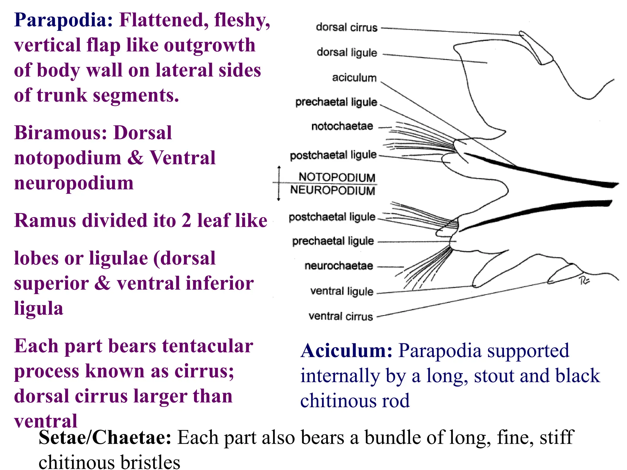Parapodia: Flattened, fleshy,
vertical flap like outgrowth
of body wall on lateral sides
of trunk segments.
Biramous: Dorsal
notopodium & Ventral
neuropodium
Ramus divided ito 2 leaf like
lobes or ligulae (dorsal
superior & ventral inferior
ligula
Each part bears tentacular
process known as cirrus;
dorsal cirrus larger than
ventral
Aciculum: Parapodia supported
internally by a long, stout and black
chitinous rod
Setae/Chaetae: Each part also bears a bundle of long, fine, stiff
chitinous bristles
 