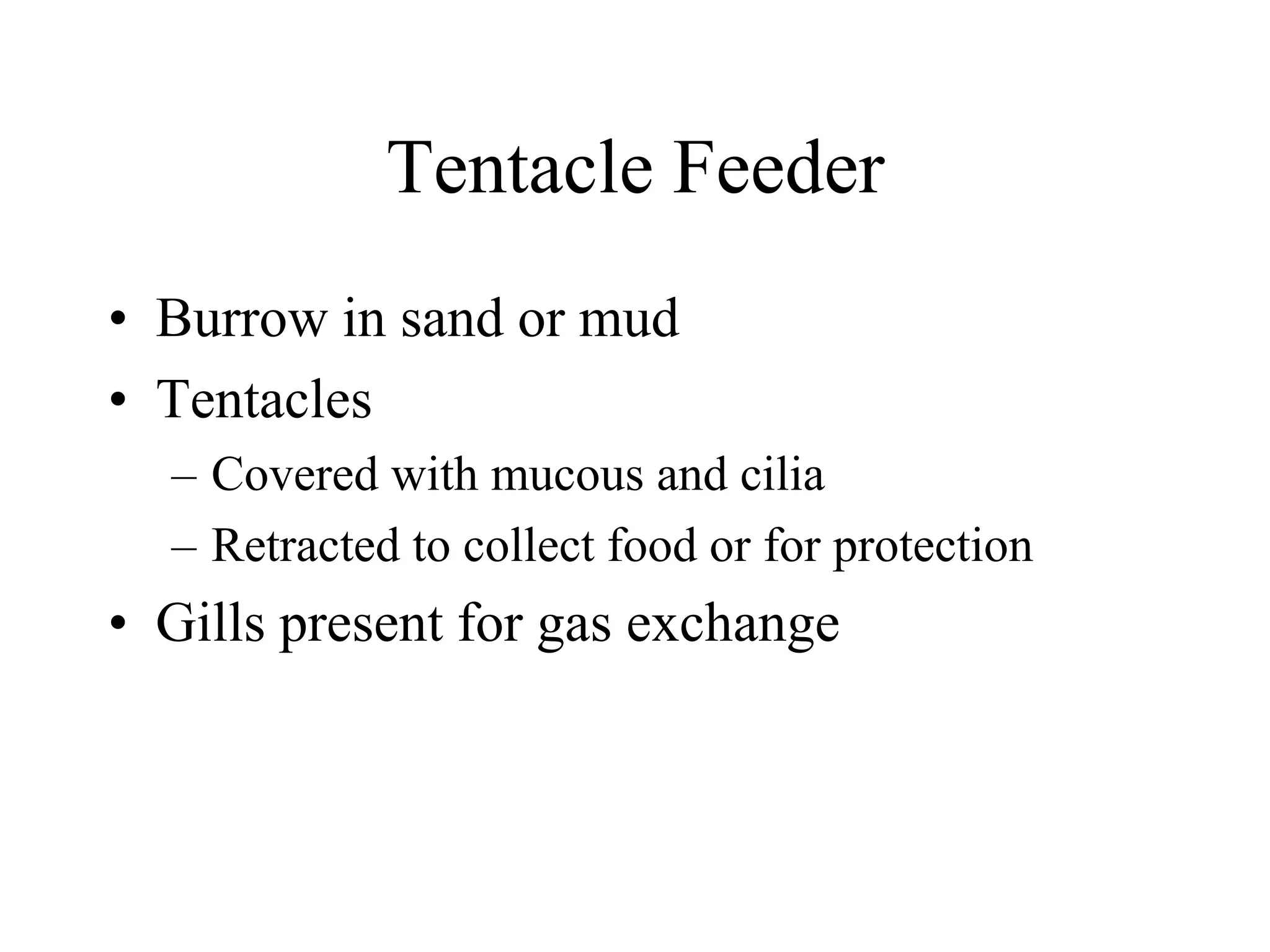Tentacle Feeder
• Burrow in sand or mud
• Tentacles
– Covered with mucous and cilia
– Retracted to collect food or for protection
• Gills present for gas exchange
 
