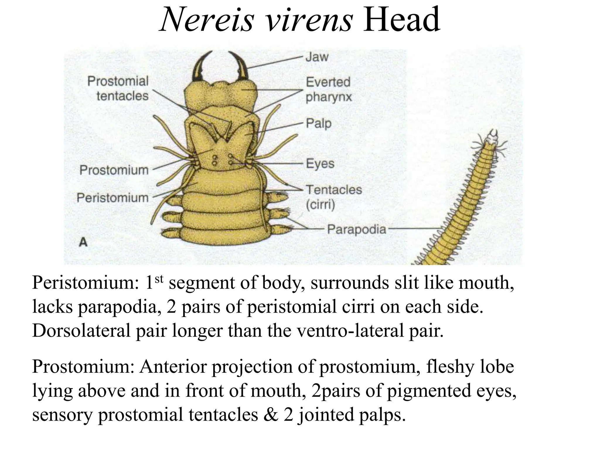 Nereis virens Head
Peristomium: 1st segment of body, surrounds slit like mouth,
lacks parapodia, 2 pairs of peristomial cirri on each side.
Dorsolateral pair longer than the ventro-lateral pair.
Prostomium: Anterior projection of prostomium, fleshy lobe
lying above and in front of mouth, 2pairs of pigmented eyes,
sensory prostomial tentacles & 2 jointed palps.
 