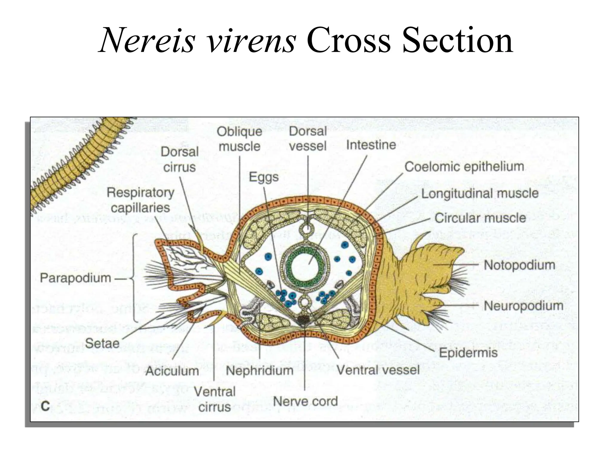 Nereis virens Cross Section
 