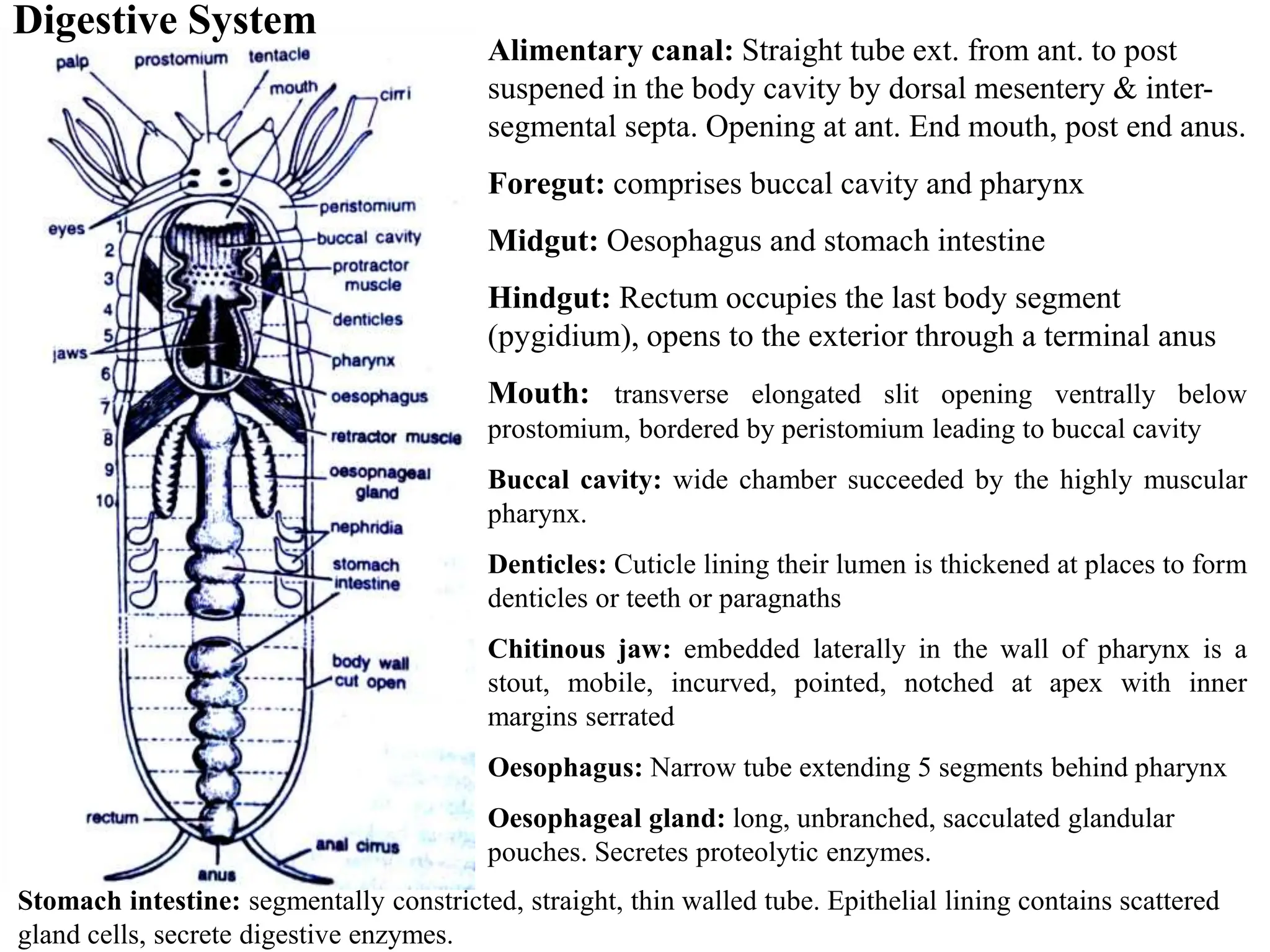 Alimentary canal: Straight tube ext. from ant. to post
suspened in the body cavity by dorsal mesentery & inter-
segmental septa. Opening at ant. End mouth, post end anus.
Foregut: comprises buccal cavity and pharynx
Midgut: Oesophagus and stomach intestine
Hindgut: Rectum occupies the last body segment
(pygidium), opens to the exterior through a terminal anus
Mouth: transverse elongated slit opening ventrally below
prostomium, bordered by peristomium leading to buccal cavity
Buccal cavity: wide chamber succeeded by the highly muscular
pharynx.
Denticles: Cuticle lining their lumen is thickened at places to form
denticles or teeth or paragnaths
Chitinous jaw: embedded laterally in the wall of pharynx is a
stout, mobile, incurved, pointed, notched at apex with inner
margins serrated
Oesophagus: Narrow tube extending 5 segments behind pharynx
Oesophageal gland: long, unbranched, sacculated glandular
pouches. Secretes proteolytic enzymes.
Stomach intestine: segmentally constricted, straight, thin walled tube. Epithelial lining contains scattered
gland cells, secrete digestive enzymes.
Digestive System
 