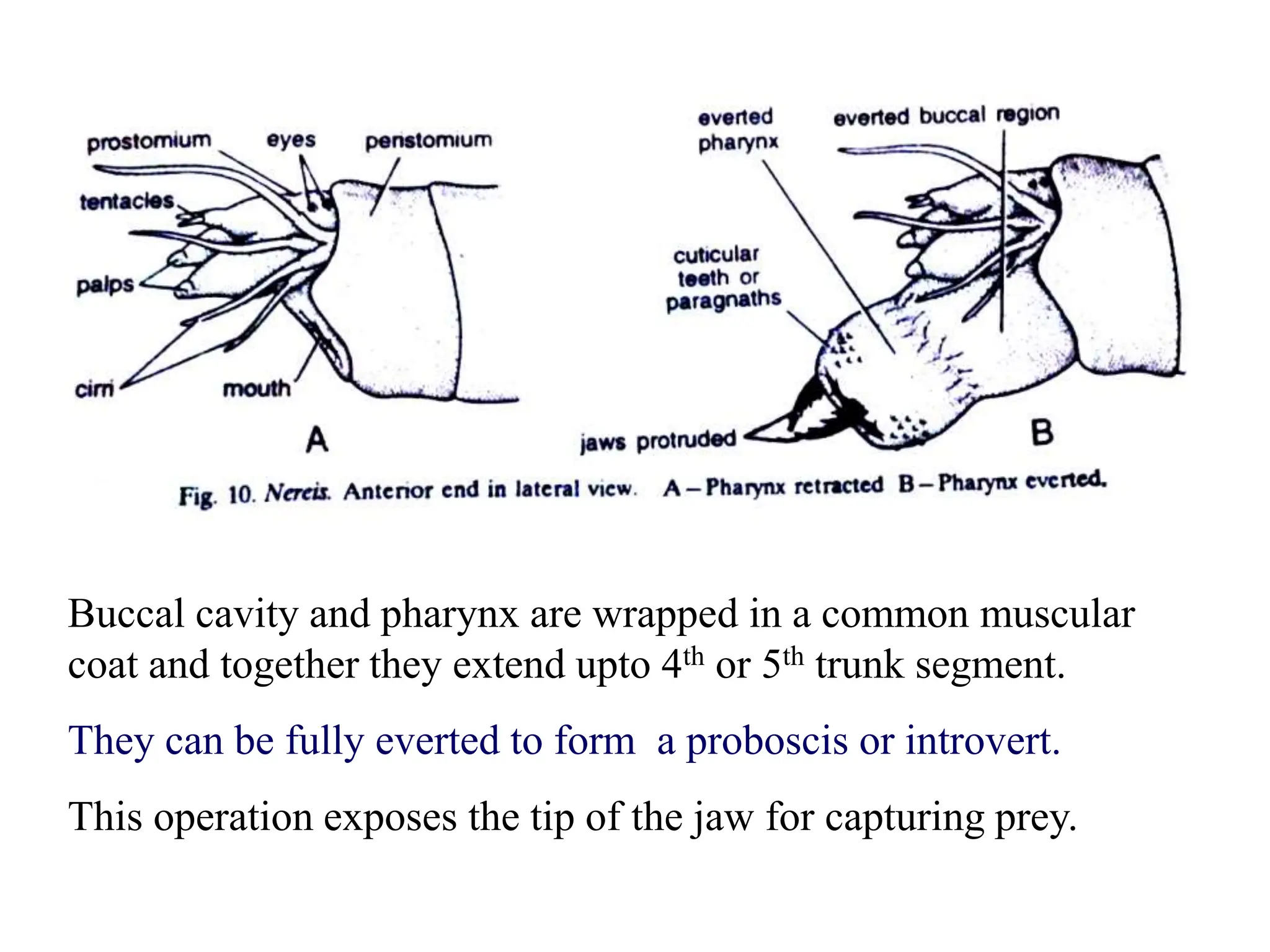Buccal cavity and pharynx are wrapped in a common muscular
coat and together they extend upto 4th or 5th trunk segment.
They can be fully everted to form a proboscis or introvert.
This operation exposes the tip of the jaw for capturing prey.
 