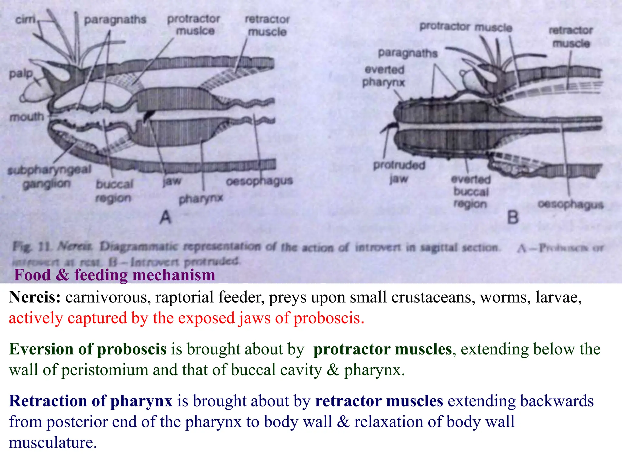 Food & feeding mechanism
Nereis: carnivorous, raptorial feeder, preys upon small crustaceans, worms, larvae,
actively captured by the exposed jaws of proboscis.
Eversion of proboscis is brought about by protractor muscles, extending below the
wall of peristomium and that of buccal cavity & pharynx.
Retraction of pharynx is brought about by retractor muscles extending backwards
from posterior end of the pharynx to body wall & relaxation of body wall
musculature.
 