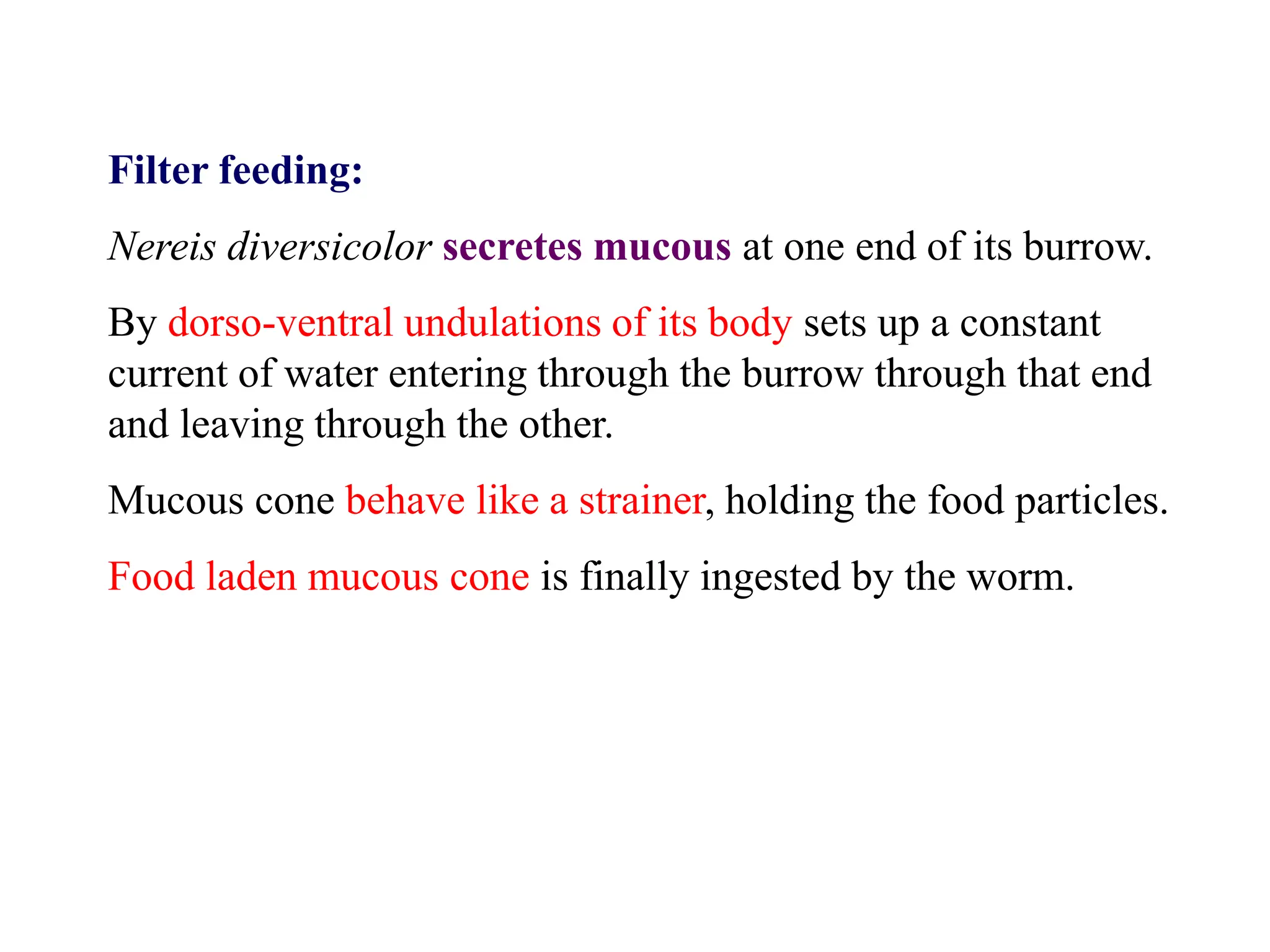 Filter feeding:
Nereis diversicolor secretes mucous at one end of its burrow.
By dorso-ventral undulations of its body sets up a constant
current of water entering through the burrow through that end
and leaving through the other.
Mucous cone behave like a strainer, holding the food particles.
Food laden mucous cone is finally ingested by the worm.
 