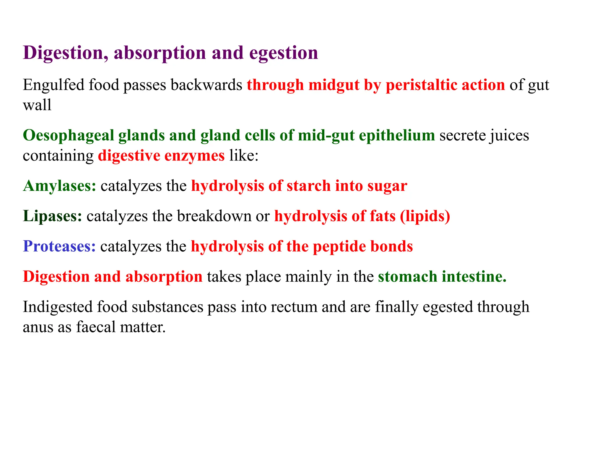 Digestion, absorption and egestion
Engulfed food passes backwards through midgut by peristaltic action of gut
wall
Oesophageal glands and gland cells of mid-gut epithelium secrete juices
containing digestive enzymes like:
Amylases: catalyzes the hydrolysis of starch into sugar
Lipases: catalyzes the breakdown or hydrolysis of fats (lipids)
Proteases: catalyzes the hydrolysis of the peptide bonds
Digestion and absorption takes place mainly in the stomach intestine.
Indigested food substances pass into rectum and are finally egested through
anus as faecal matter.
 