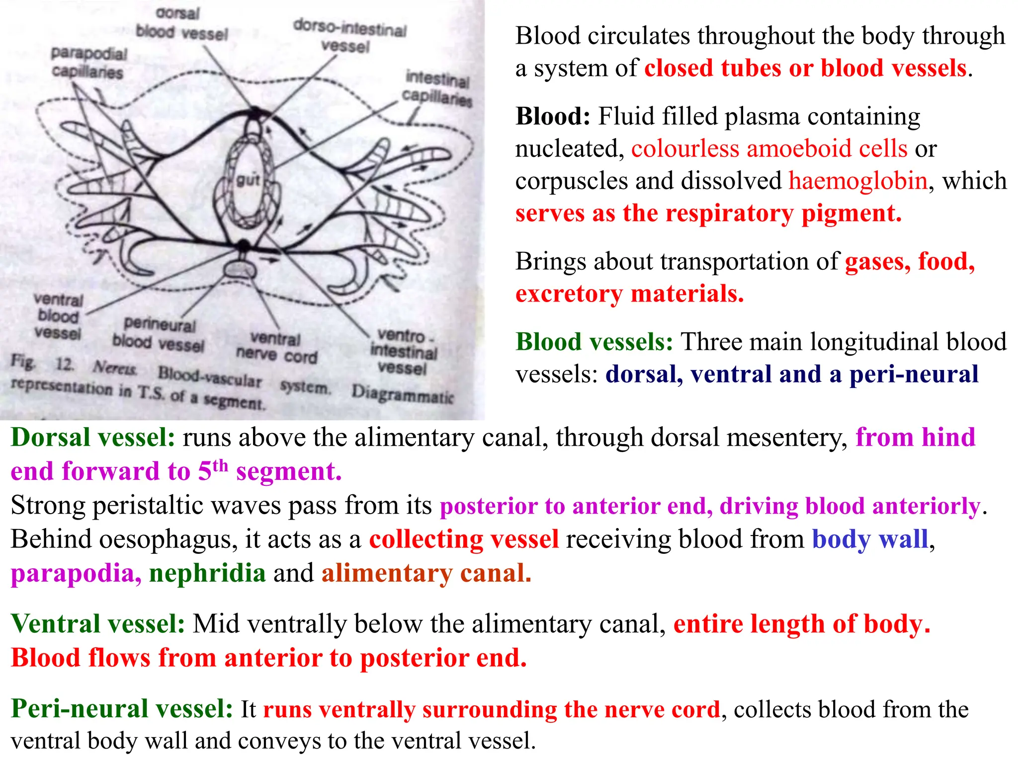 Blood circulates throughout the body through
a system of closed tubes or blood vessels.
Blood: Fluid filled plasma containing
nucleated, colourless amoeboid cells or
corpuscles and dissolved haemoglobin, which
serves as the respiratory pigment.
Brings about transportation of gases, food,
excretory materials.
Blood vessels: Three main longitudinal blood
vessels: dorsal, ventral and a peri-neural
Dorsal vessel: runs above the alimentary canal, through dorsal mesentery, from hind
end forward to 5th segment.
Strong peristaltic waves pass from its posterior to anterior end, driving blood anteriorly.
Behind oesophagus, it acts as a collecting vessel receiving blood from body wall,
parapodia, nephridia and alimentary canal.
Ventral vessel: Mid ventrally below the alimentary canal, entire length of body.
Blood flows from anterior to posterior end.
Peri-neural vessel: It runs ventrally surrounding the nerve cord, collects blood from the
ventral body wall and conveys to the ventral vessel.
 