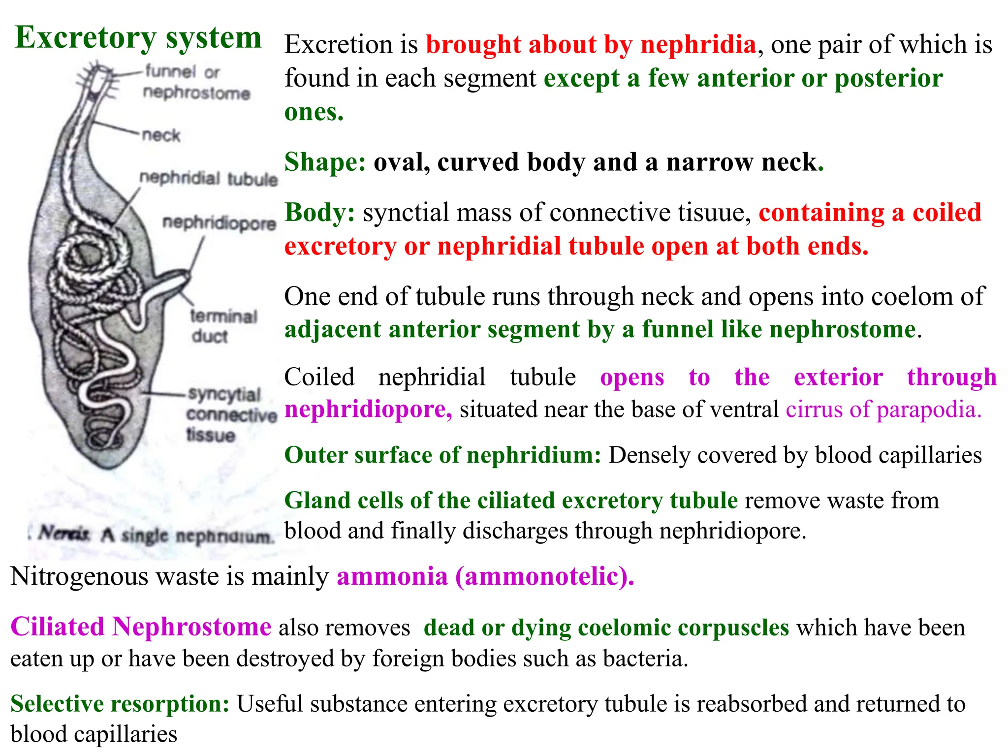 Excretory system Excretion is brought about by nephridia, one pair of which is
found in each segment except a few anterior or posterior
ones.
Shape: oval, curved body and a narrow neck.
Body: synctial mass of connective tisuue, containing a coiled
excretory or nephridial tubule open at both ends.
One end of tubule runs through neck and opens into coelom of
adjacent anterior segment by a funnel like nephrostome.
Coiled nephridial tubule opens to the exterior through
nephridiopore, situated near the base of ventral cirrus of parapodia.
Outer surface of nephridium: Densely covered by blood capillaries
Gland cells of the ciliated excretory tubule remove waste from
blood and finally discharges through nephridiopore.
Nitrogenous waste is mainly ammonia (ammonotelic).
Ciliated Nephrostome also removes dead or dying coelomic corpuscles which have been
eaten up or have been destroyed by foreign bodies such as bacteria.
Selective resorption: Useful substance entering excretory tubule is reabsorbed and returned to
blood capillaries
 