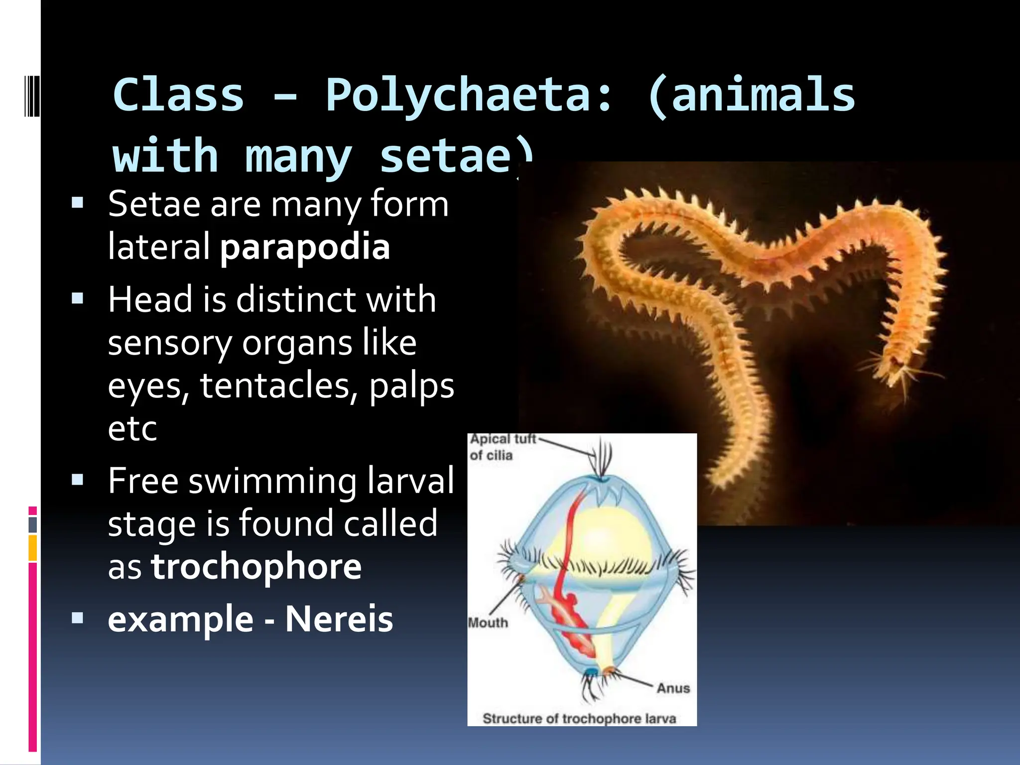 Class – Polychaeta: (animals
with many setae)
 Setae are many form
lateral parapodia
 Head is distinct with
sensory organs like
eyes, tentacles, palps
etc
 Free swimming larval
stage is found called
as trochophore
 example - Nereis
 