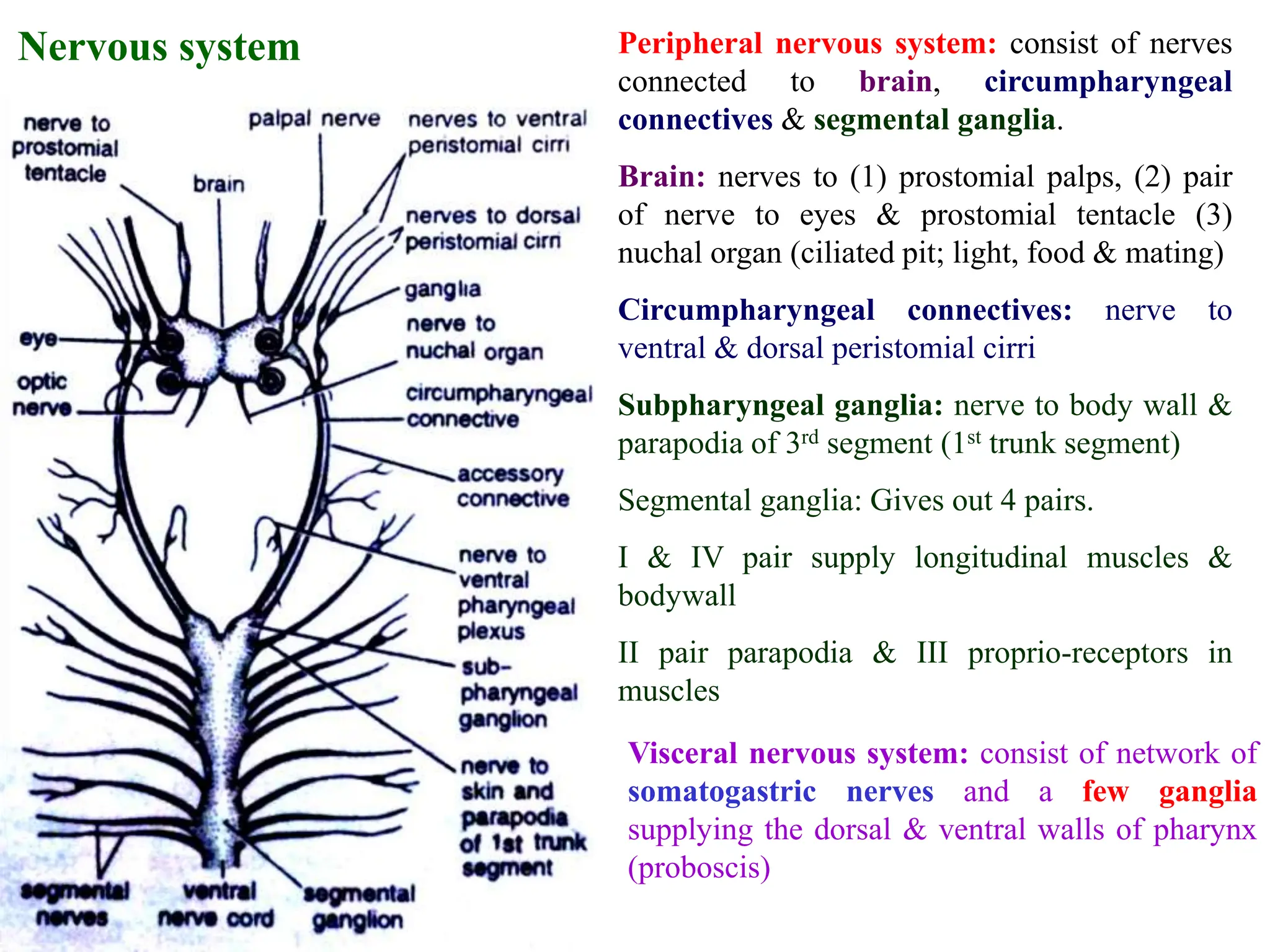 Nervous system Peripheral nervous system: consist of nerves
connected to brain, circumpharyngeal
connectives & segmental ganglia.
Brain: nerves to (1) prostomial palps, (2) pair
of nerve to eyes & prostomial tentacle (3)
nuchal organ (ciliated pit; light, food & mating)
Circumpharyngeal connectives: nerve to
ventral & dorsal peristomial cirri
Subpharyngeal ganglia: nerve to body wall &
parapodia of 3rd segment (1st trunk segment)
Segmental ganglia: Gives out 4 pairs.
I & IV pair supply longitudinal muscles &
bodywall
II pair parapodia & III proprio-receptors in
muscles
Visceral nervous system: consist of network of
somatogastric nerves and a few ganglia
supplying the dorsal & ventral walls of pharynx
(proboscis)
 