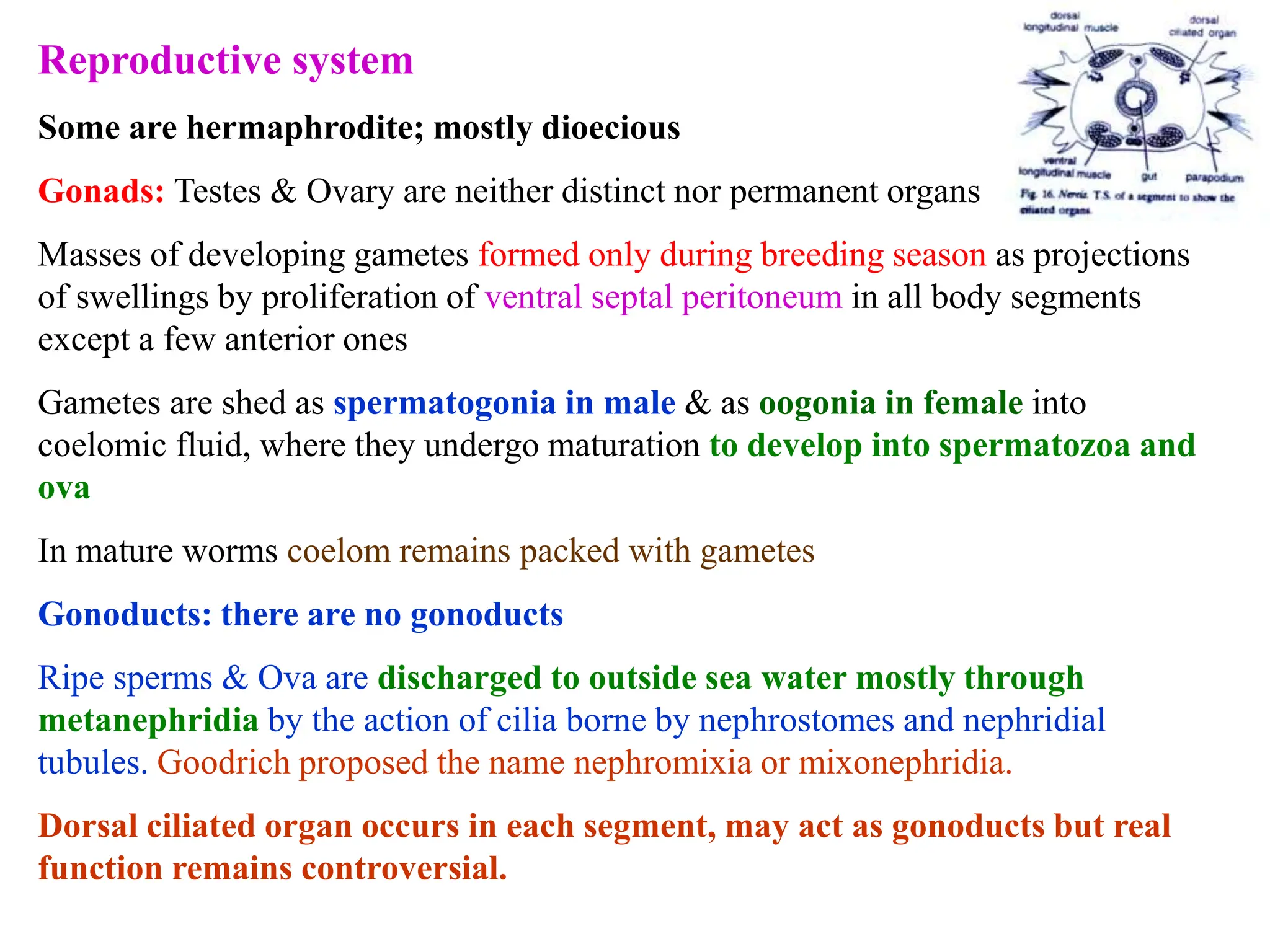 Reproductive system
Some are hermaphrodite; mostly dioecious
Gonads: Testes & Ovary are neither distinct nor permanent organs
Masses of developing gametes formed only during breeding season as projections
of swellings by proliferation of ventral septal peritoneum in all body segments
except a few anterior ones
Gametes are shed as spermatogonia in male & as oogonia in female into
coelomic fluid, where they undergo maturation to develop into spermatozoa and
ova
In mature worms coelom remains packed with gametes
Gonoducts: there are no gonoducts
Ripe sperms & Ova are discharged to outside sea water mostly through
metanephridia by the action of cilia borne by nephrostomes and nephridial
tubules. Goodrich proposed the name nephromixia or mixonephridia.
Dorsal ciliated organ occurs in each segment, may act as gonoducts but real
function remains controversial.
 