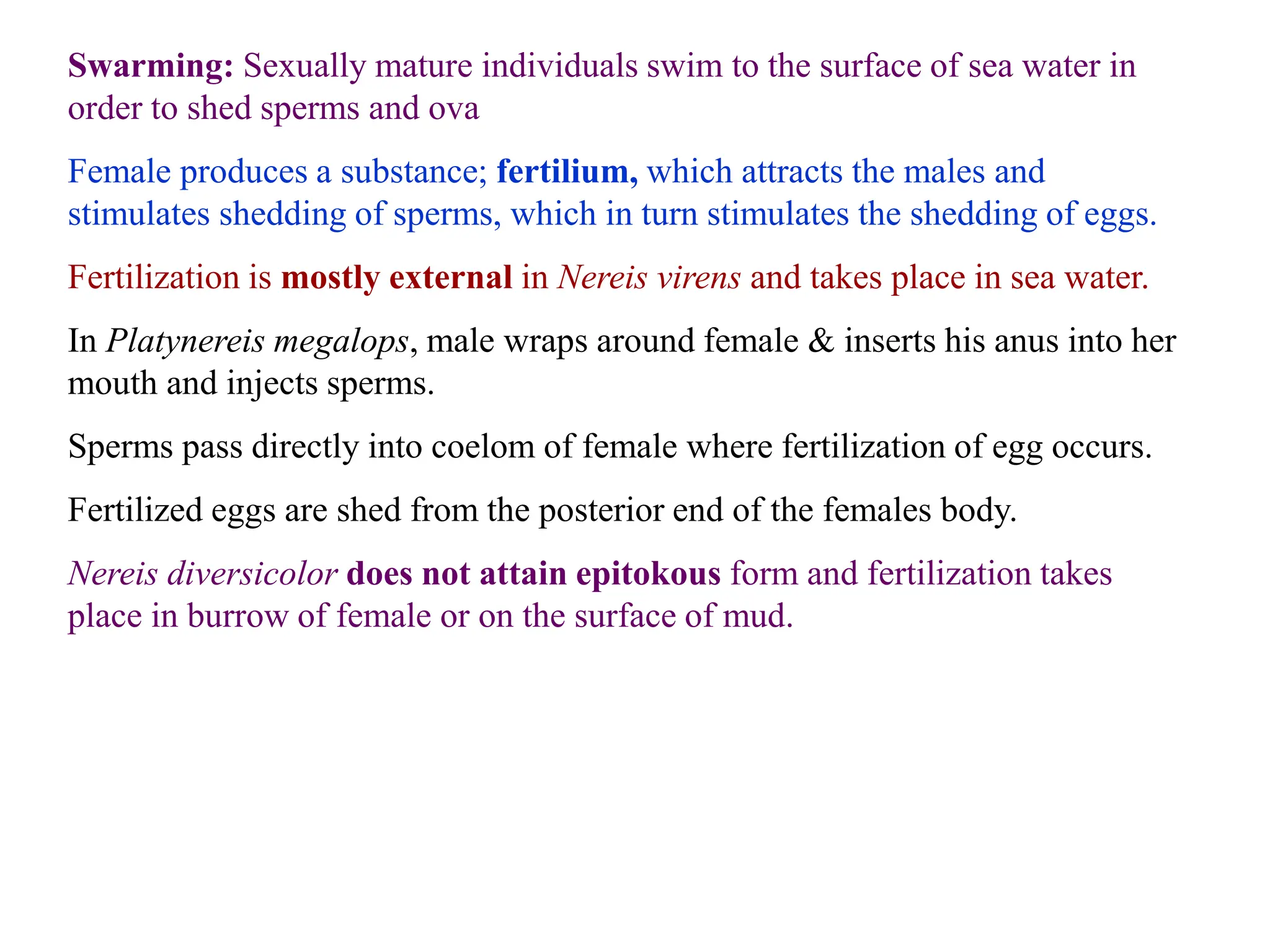 Swarming: Sexually mature individuals swim to the surface of sea water in
order to shed sperms and ova
Female produces a substance; fertilium, which attracts the males and
stimulates shedding of sperms, which in turn stimulates the shedding of eggs.
Fertilization is mostly external in Nereis virens and takes place in sea water.
In Platynereis megalops, male wraps around female & inserts his anus into her
mouth and injects sperms.
Sperms pass directly into coelom of female where fertilization of egg occurs.
Fertilized eggs are shed from the posterior end of the females body.
Nereis diversicolor does not attain epitokous form and fertilization takes
place in burrow of female or on the surface of mud.
 