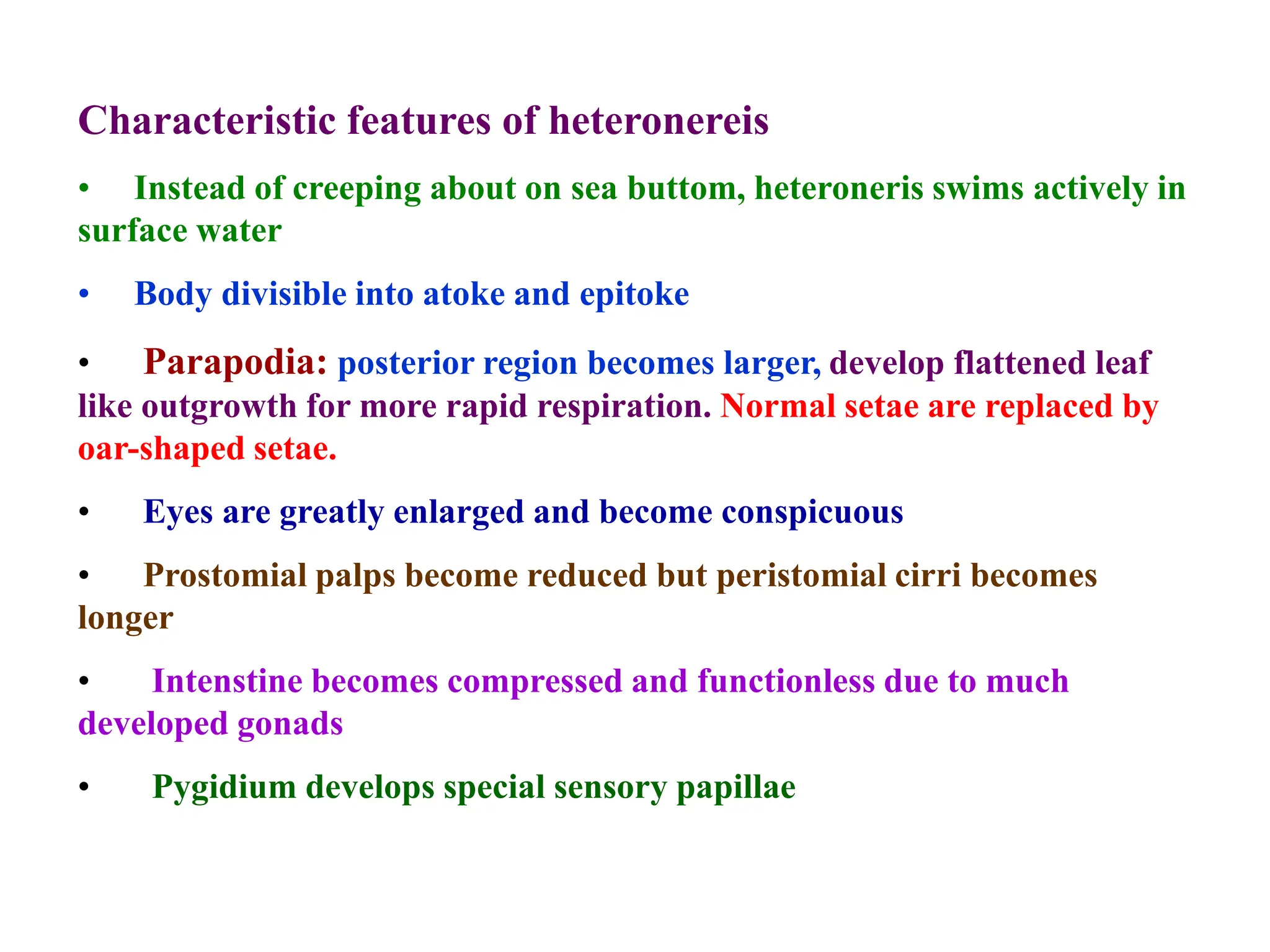 Characteristic features of heteronereis
• Instead of creeping about on sea buttom, heteroneris swims actively in
surface water
• Body divisible into atoke and epitoke
• Parapodia: posterior region becomes larger, develop flattened leaf
like outgrowth for more rapid respiration. Normal setae are replaced by
oar-shaped setae.
• Eyes are greatly enlarged and become conspicuous
• Prostomial palps become reduced but peristomial cirri becomes
longer
• Intenstine becomes compressed and functionless due to much
developed gonads
• Pygidium develops special sensory papillae
 