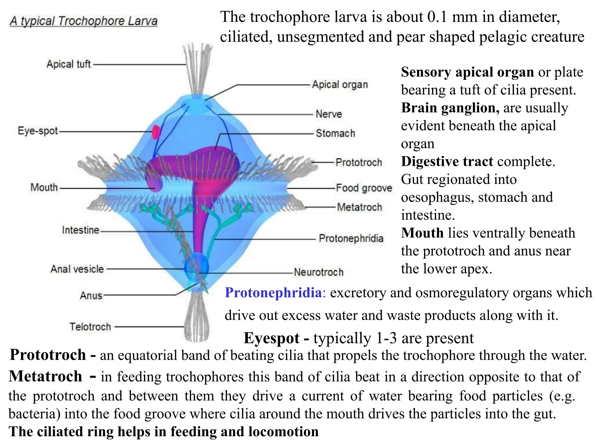 The trochophore larva is about 0.1 mm in diameter,
ciliated, unsegmented and pear shaped pelagic creature
Prototroch - an equatorial band of beating cilia that propels the trochophore through the water.
Metatroch - in feeding trochophores this band of cilia beat in a direction opposite to that of
the prototroch and between them they drive a current of water bearing food particles (e.g.
bacteria) into the food groove where cilia around the mouth drives the particles into the gut.
The ciliated ring helps in feeding and locomotion
Eyespot - typically 1-3 are present
Sensory apical organ or plate
bearing a tuft of cilia present.
Brain ganglion, are usually
evident beneath the apical
organ
Digestive tract complete.
Gut regionated into
oesophagus, stomach and
intestine.
Mouth lies ventrally beneath
the prototroch and anus near
the lower apex.
Protonephridia: excretory and osmoregulatory organs which
drive out excess water and waste products along with it.
 