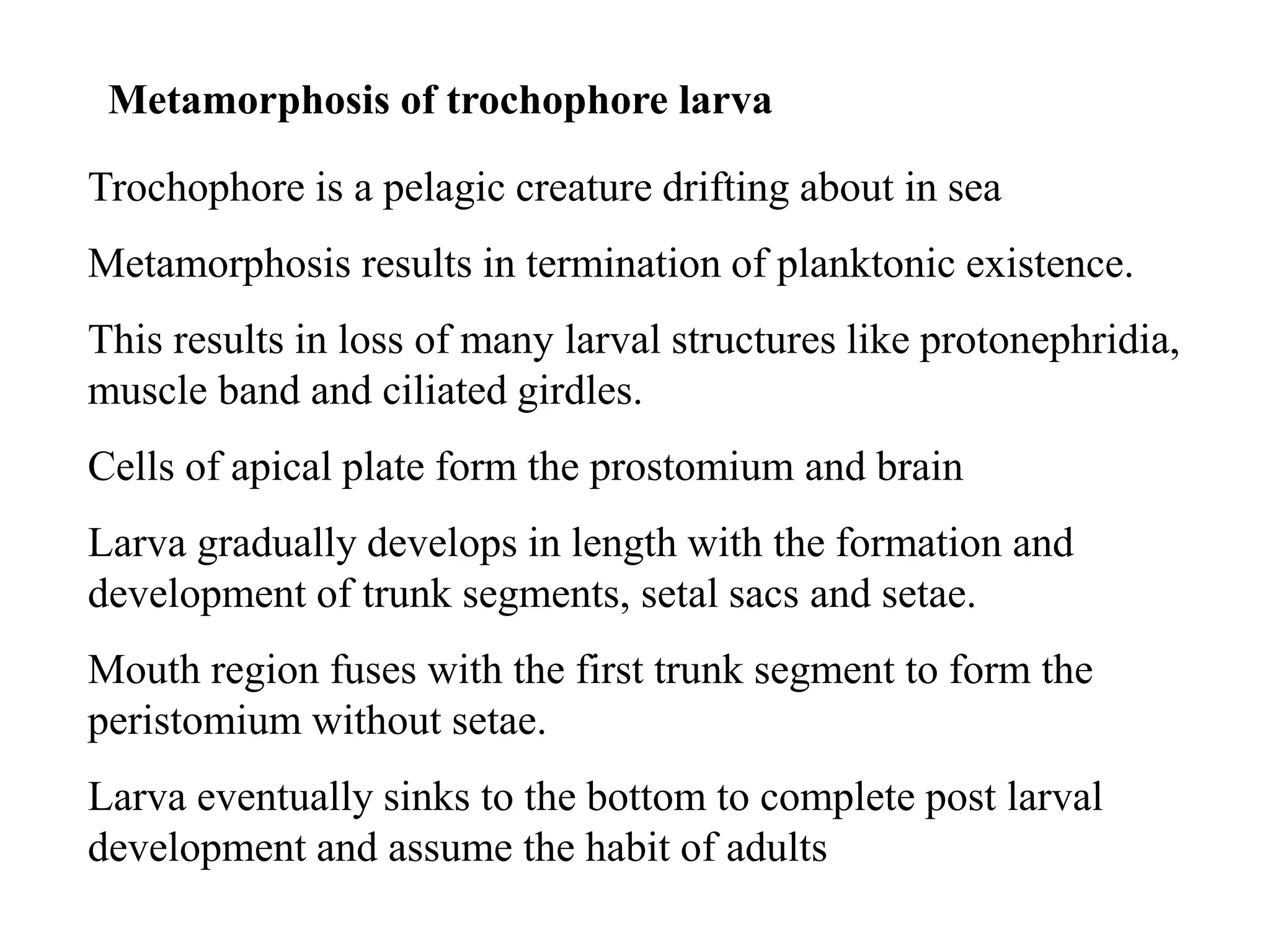 Metamorphosis of trochophore larva
Trochophore is a pelagic creature drifting about in sea
Metamorphosis results in termination of planktonic existence.
This results in loss of many larval structures like protonephridia,
muscle band and ciliated girdles.
Cells of apical plate form the prostomium and brain
Larva gradually develops in length with the formation and
development of trunk segments, setal sacs and setae.
Mouth region fuses with the first trunk segment to form the
peristomium without setae.
Larva eventually sinks to the bottom to complete post larval
development and assume the habit of adults
 