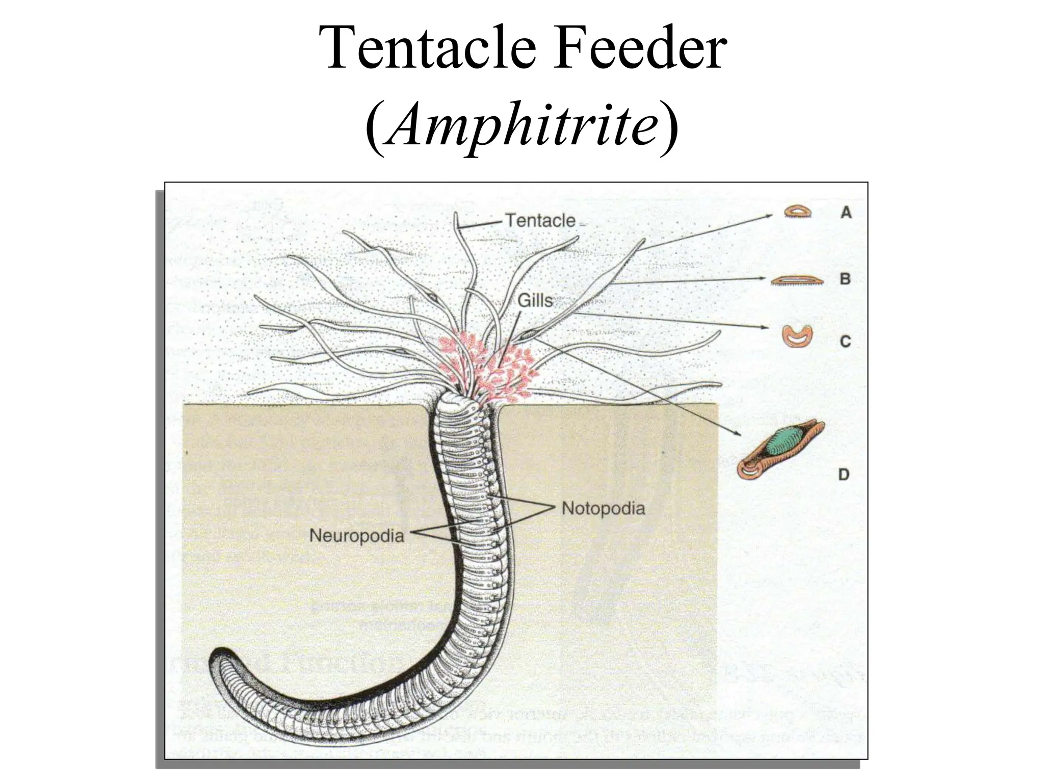 Tentacle Feeder
(Amphitrite)
 