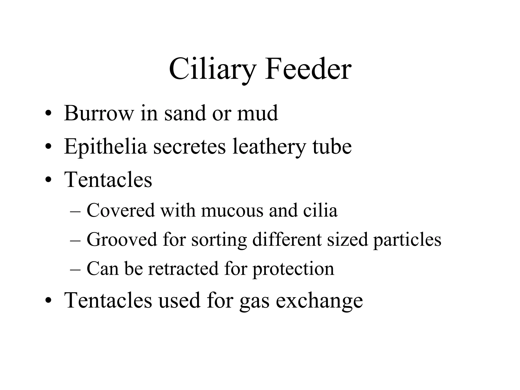 Ciliary Feeder
• Burrow in sand or mud
• Epithelia secretes leathery tube
• Tentacles
– Covered with mucous and cilia
– Grooved for sorting different sized particles
– Can be retracted for protection
• Tentacles used for gas exchange
 