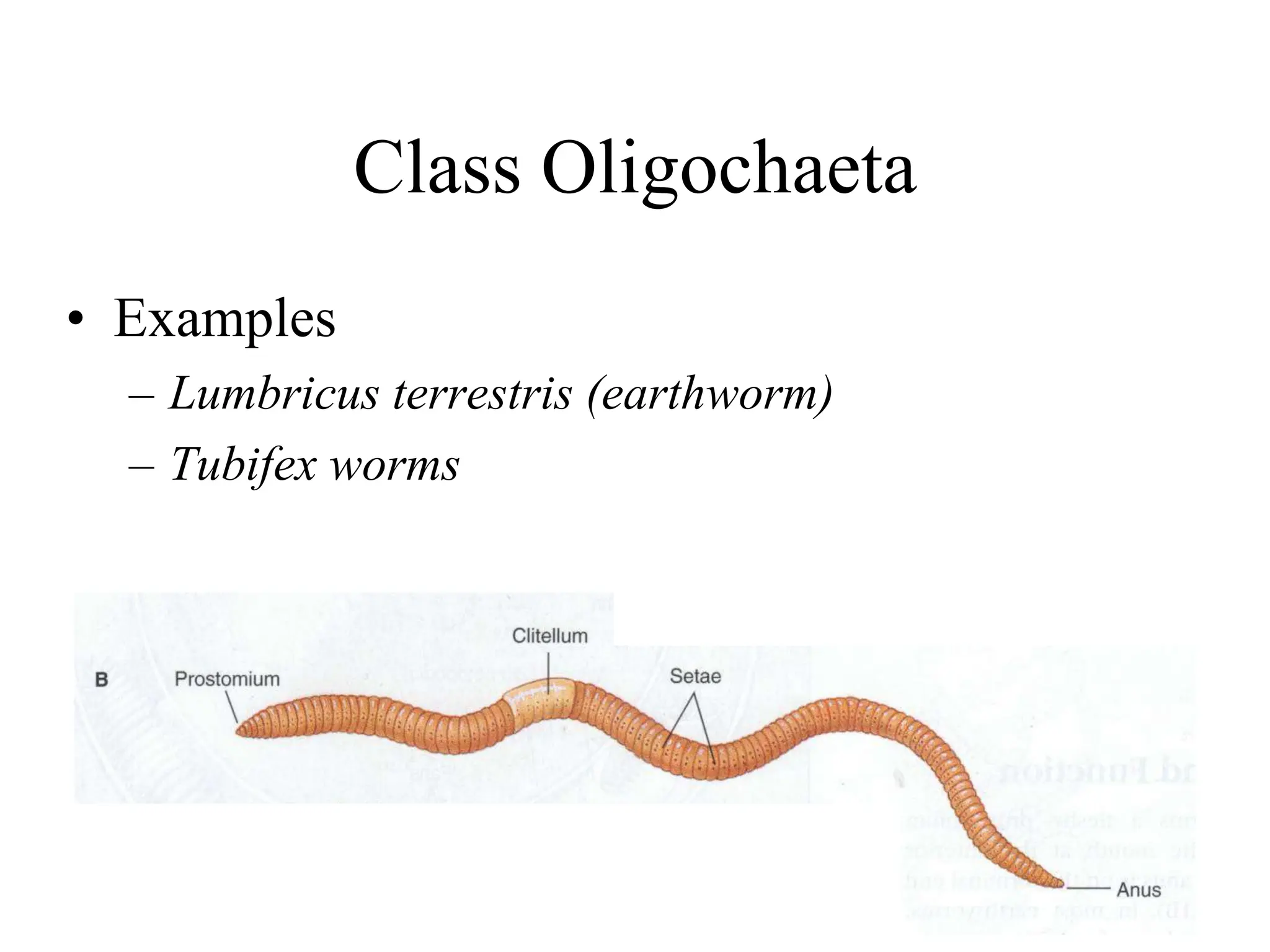 Class Oligochaeta
• Examples
– Lumbricus terrestris (earthworm)
– Tubifex worms
 